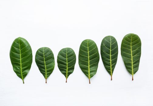 Green leaves yellow veins of  Cashew on white wooden background and copy space.