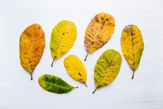 Green and yellow leaves of  Cashew on white background. With copy space. isolate