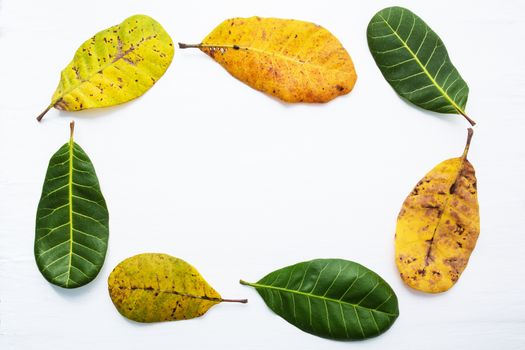 Green and yellow leaves of  Cashew on white background. With copy space. isolate