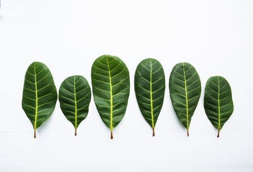 Green leaves yellow veins of  Cashew on white wooden background and copy space.