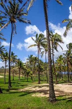 Palm trees on Anakena beach, easter island, Chile