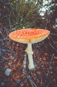 Amanita muscaria. fly agaric toadstool mushroom. Close-up view