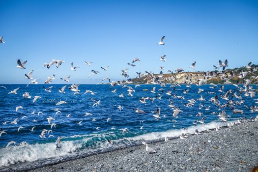 Seagulls flying on Kaikoura beach, New Zealand