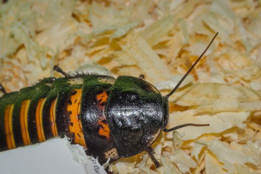 Madagascar hissing cockroaches macro photo close-up huge beetles