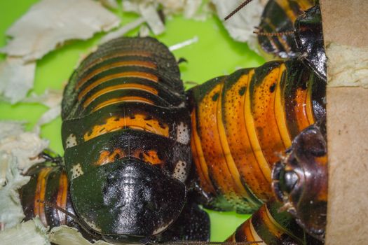 Madagascar hissing cockroaches macro photo close-up huge beetles