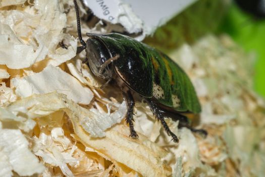 Madagascar hissing cockroaches macro photo close-up huge beetles