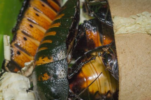 Madagascar hissing cockroaches macro photo close-up huge beetles