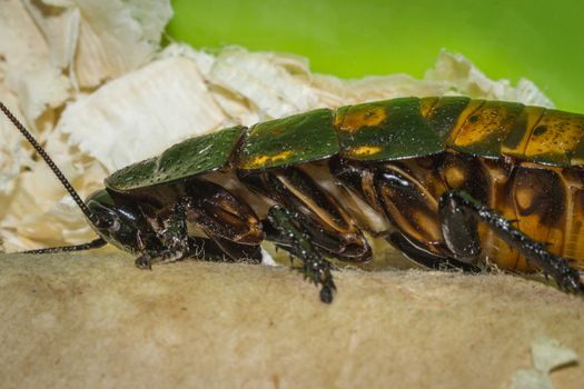 Madagascar hissing cockroaches macro photo close-up huge beetles