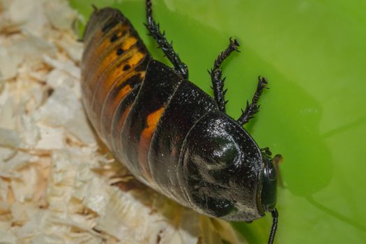 Madagascar hissing cockroaches macro photo close-up huge beetles