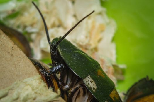 Madagascar hissing cockroaches macro photo close-up huge beetles