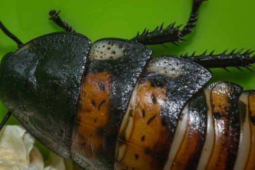 Madagascar hissing cockroaches macro photo close-up huge beetles