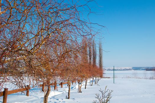 Winter frozen snowee paysage landscape of naked trees with red branches
