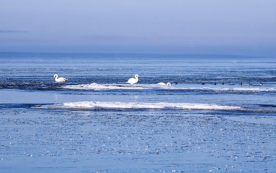 Mute swans in the ice floes of the Finnish Gulf of the Baltic Sea               