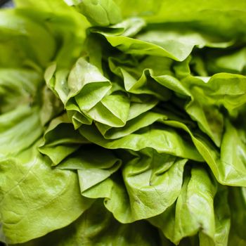 green and fresh lettuce close up view