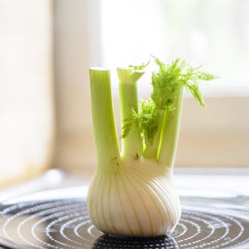 green and fresh fennel close up view