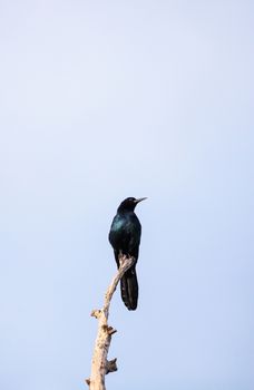 Common Grackle bird Quiscalus quiscula perches high in a tree in Naples, Florida