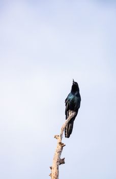 Common Grackle bird Quiscalus quiscula perches high in a tree in Naples, Florida