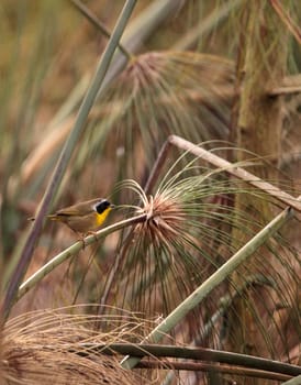 Common yellowthroat warbler Geothlypis trichas perches on a branch in Naples, Florida