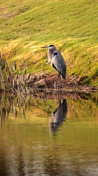 Great blue heron bird, Ardea herodias, in the wild, foraging in a marsh at the Fred C. Babcock and Cecil M. Webb Wildlife Management Area in Punta Gorda, Florida