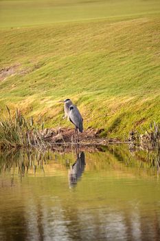 Great blue heron bird, Ardea herodias, in the wild, foraging in a marsh at the Fred C. Babcock and Cecil M. Webb Wildlife Management Area in Punta Gorda, Florida