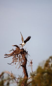 Osprey bird Pandion haliaetus builds its nest high above a marsh in the Ding Darling National Refuge on Sanibel Island, Florida