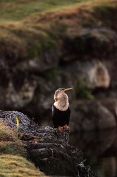 Male Anhinga bird called Anhinga anhinga and snakebird perches near a pond in Naples, Florida