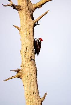 Male pileated woodpecker bird Dryocopus pileatus taps on a bald cypress tree Taxodium distichum at the Corkscrew Swamp Sanctuary in Naples, Florida