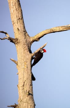 Male pileated woodpecker bird Dryocopus pileatus taps on a bald cypress tree Taxodium distichum at the Corkscrew Swamp Sanctuary in Naples, Florida