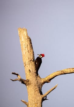 Male pileated woodpecker bird Dryocopus pileatus taps on a bald cypress tree Taxodium distichum at the Corkscrew Swamp Sanctuary in Naples, Florida