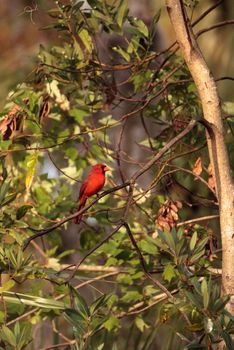 Male red Northern cardinal bird Cardinalis cardinalis perches on a tree in Naples, Florida