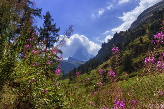 Matterhorn from the flowery valley by day, Zermatt, Switzerland