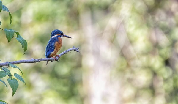 Eurasian, river or common kingfisher, alcedo atthis perched on a branch by day, Neuchatel, Switzerland