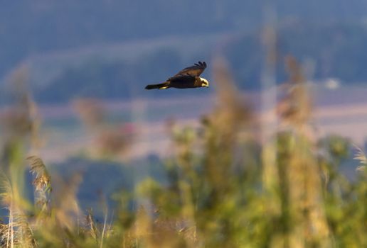 Eurasian or western marsh harrier, circus aeruginosus, flying upon reeds by day, Neuchatel lake, Switzerland