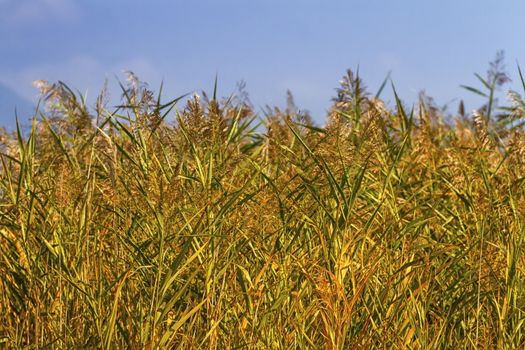 Reeds field background by beautiful blue day