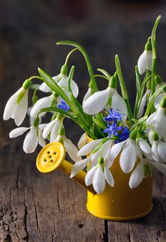 Bouquet of snowdrops in small watering can on wooden table
