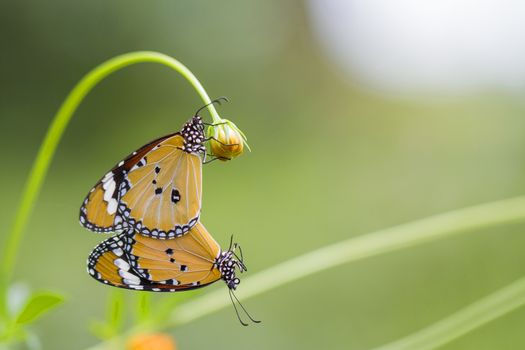 Butterfly mating on the flowers