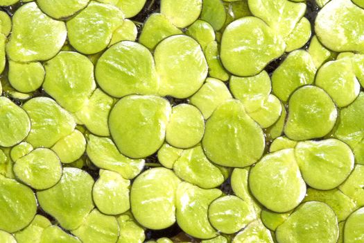 Duckweed in background and green background in close up