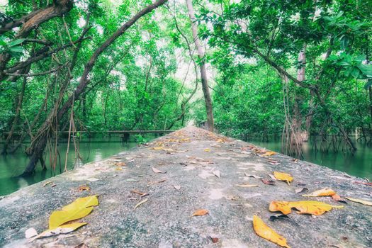 Selective focus Path in Mangrove forest for background