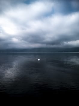 swans in Lake Maggiore in winter, Ispra, Lombardy, Italy