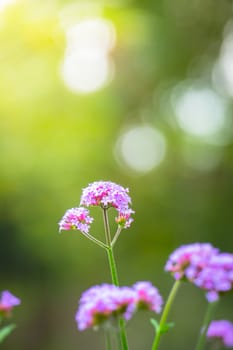 The background image of the colorful flowers, background nature