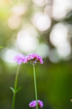 The background image of the colorful flowers, background nature