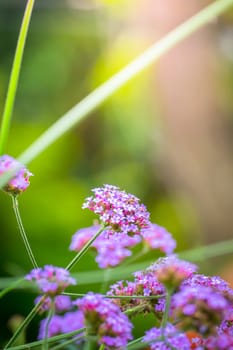The background image of the colorful flowers, background nature