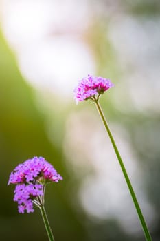 The background image of the colorful flowers, background nature