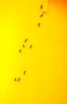 Ants on a yellow garbage bin