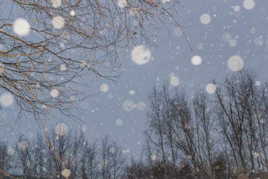 snow and trees and snow falls from the sky and the city