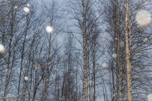 snow and trees and snow falls from the sky and the city