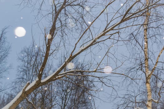 snow and trees and snow falls from the sky and the city