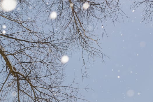 snow and trees and snow falls from the sky and the city