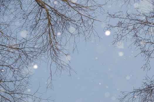 snow and trees and snow falls from the sky and the city