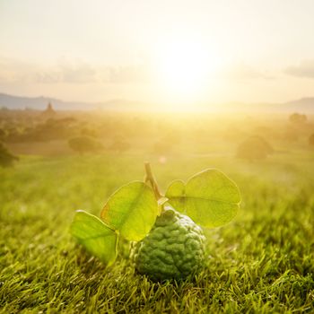 Pesticide free fresh organic kaffir lime with leaves on green lawn, morning sunrise background.